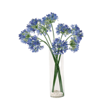 Tall Asymmetrical Agapanthus In Water