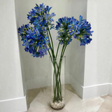 Tall Asymmetrical Agapanthus In Water