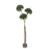 Tall Poms
