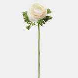 Cream Silk Ranunculus