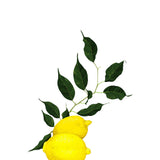 Lemon Leaves - Printed Guest Towel