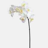 White Orchid Phalaenopsis