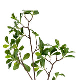 Branch with Lush Leaves