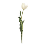 Cream Tulip Stem