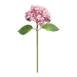 Soft Touch Hydrangea