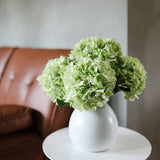 Soft Touch Hydrangea