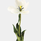 Cream Tulip Stem