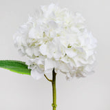 Soft Touch Hydrangea