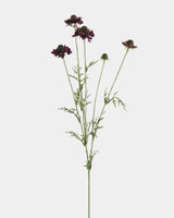 Violet Scabiosa Wildflower