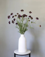 Violet Scabiosa Wildflower