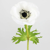Real Touch White Anemone