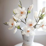 White Magnolia Tulip