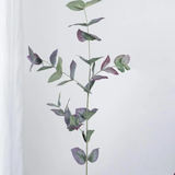 Eucalyptus Stem - Green