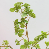 Green Wild Sedum Cluster