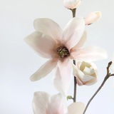 Blush Magnolia Blossom Branch