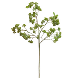 Green Wild Sedum Cluster