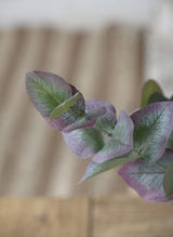 Eucalyptus Stem - Green