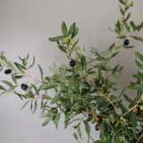 Large Olive Branch