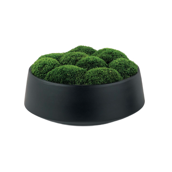 Moss in Black Bowl