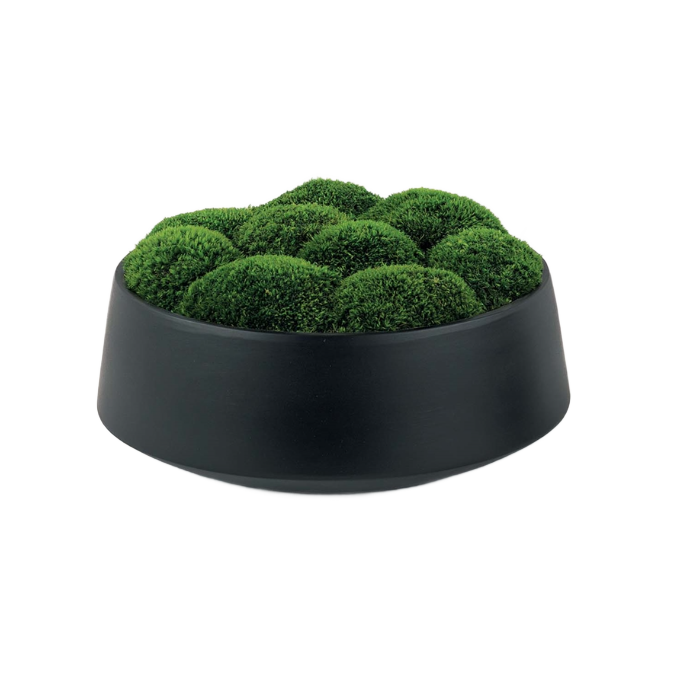 Moss in Black Bowl