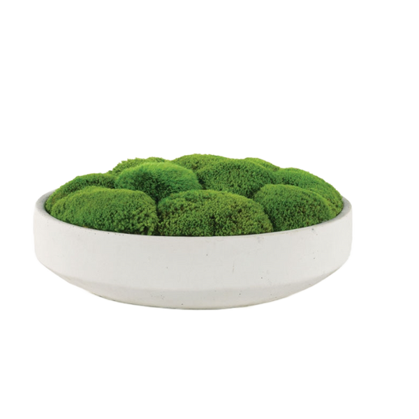 Moss in Large Bowl – Level