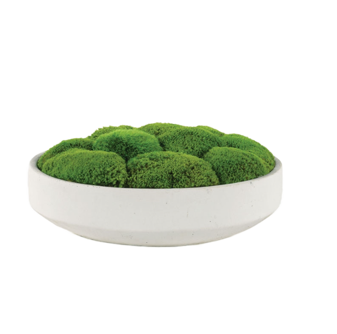 Moss in Large Bowl