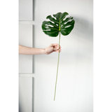 Monstera Leaf