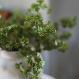 Green Wild Sedum Cluster