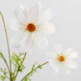 Real Touch White Cosmos
