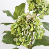 Green Double Hydrangea