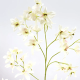 Dancing Oncidium Orchid
