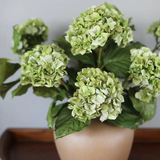 Green Double Hydrangea