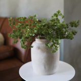 Green Wild Sedum Cluster