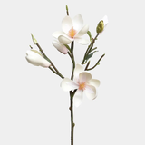 White Magnolia Tulip