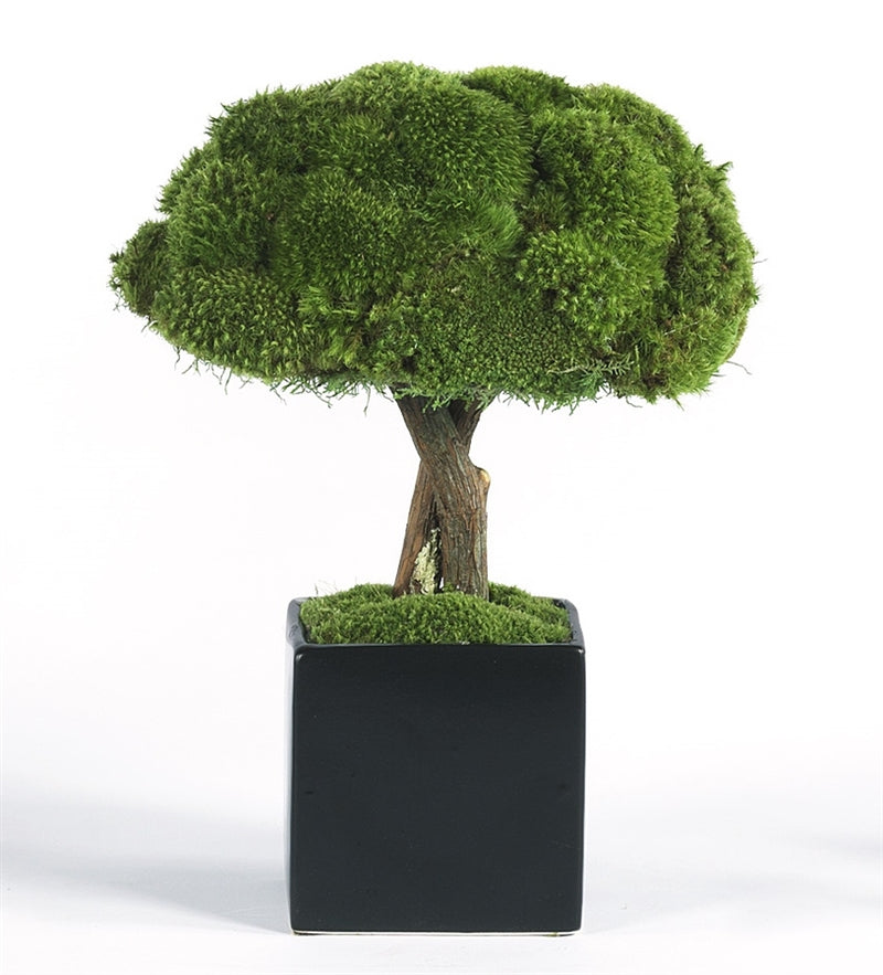 Modern Moss Topiary Accent