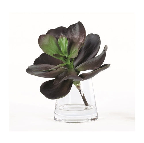 Midnight Kalanchoe in Water (Set of 3)